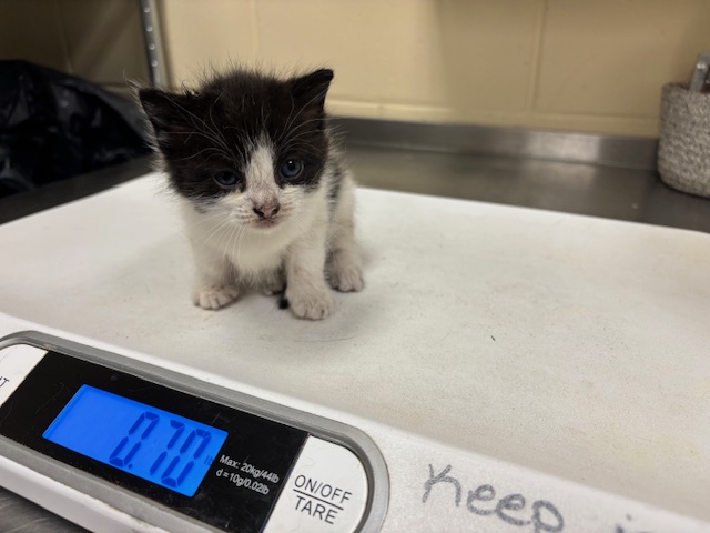 Shelter Stray Female Cat last seen , 232 Eslinger Way, Sanford, FL 32773, USA