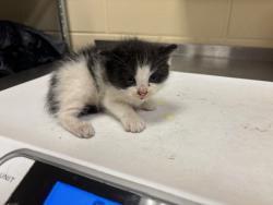 Shelter Stray Female Cat last seen , Sanford, FL 32773