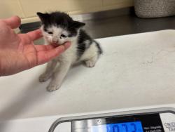 Shelter Stray Male Cat last seen , Sanford, FL 32773