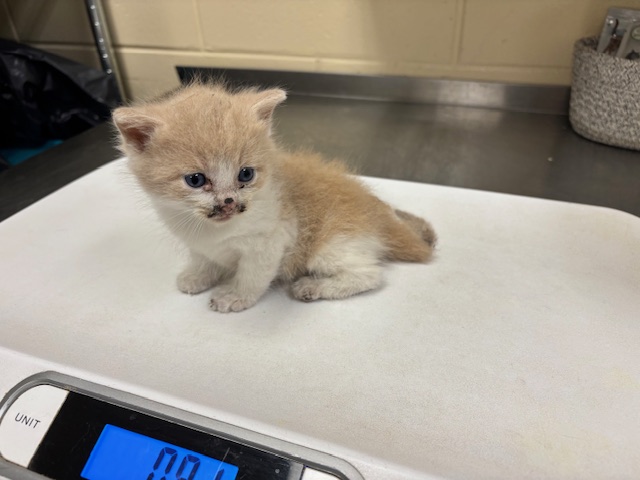 Shelter Stray Male Cat last seen , 232 Eslinger Way, Sanford, FL 32773, USA