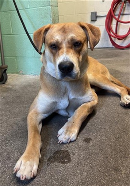 Shelter Stray Male Dog last seen FRUITRIDGE RD & FLORIN PERKINS RD, Sacramento, CA 95818