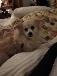 Lost Female Dog last seen twp line rd, Indianapolis, IN 46260