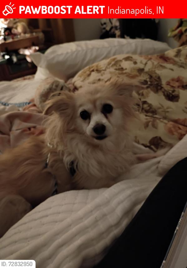 Lost Female Dog last seen twp line rd, Indianapolis, IN 46260