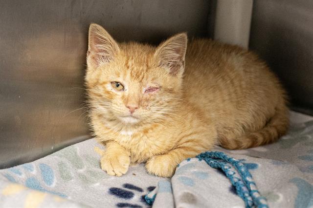Shelter Stray Female Cat last seen CHARLOTTE, Charlotte, NC 28217