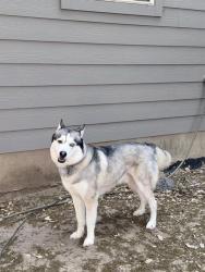 Shelter Stray Male Dog last seen , San Antonio, TX 78227