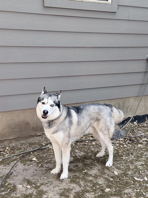 Shelter Stray Male Dog last seen , San Antonio, TX 78227