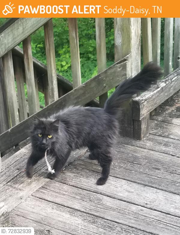 Found/Stray Female Cat last seen school on Hyatte Rd, Soddy-Daisy, TN 37379