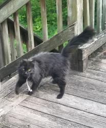Found/Stray Female Cat last seen school on Hyatte Rd, Soddy-Daisy, TN 37379