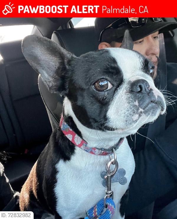 Lost Female Dog last seen Dos caminos, Palmdale, CA 93551