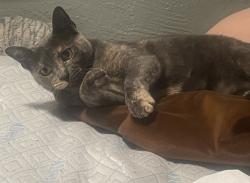 Reunited Female Cat last seen 72nd & Indiana St. Arvada CO 80007, Arvada, CO 80004