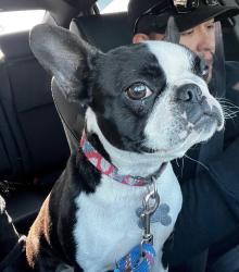 Lost Female Dog last seen Dos caminos, Palmdale, CA 93551