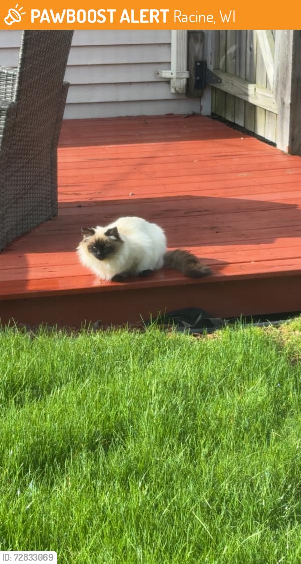 Found/Stray Unknown Cat last seen Florence , Racine, WI 53402