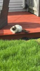 Found/Stray Unknown Cat last seen Florence , Racine, WI 53402