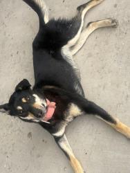 Found/Stray Female Dog last seen Near Lubbock Business Park Blvd Lubbock Tx 70403, Lubbock, TX 79403