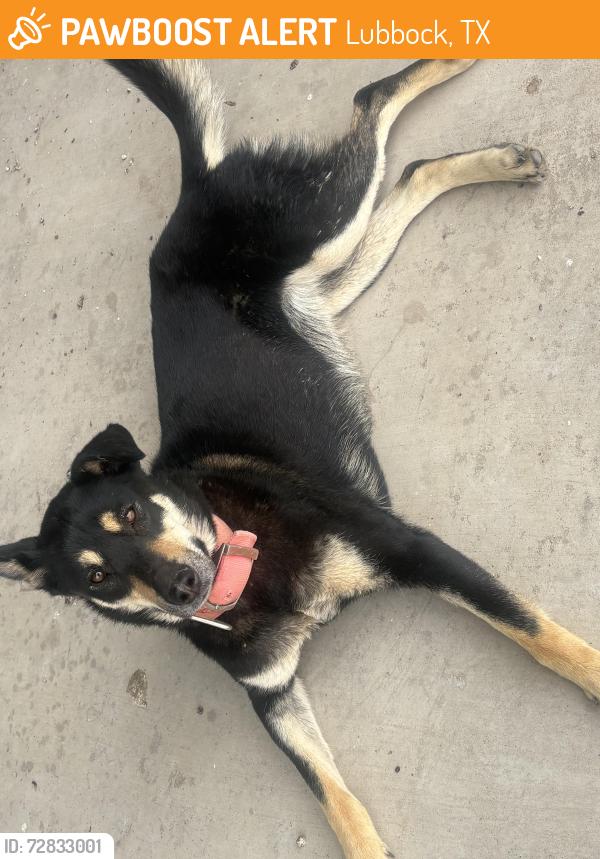 Found/Stray Female Dog last seen Near Lubbock Business Park Blvd Lubbock Tx 70403, Lubbock, TX 79403