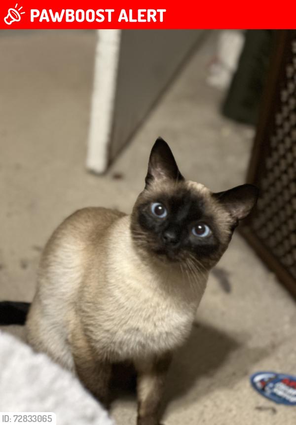 Lost Male Cat last seen S. Cardinal Drive in Ave of Oaks, Dorchester County, SC 29456