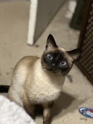 Lost Male Cat last seen S. Cardinal Drive in Ave of Oaks, Dorchester County, SC 29456