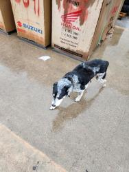 Found/Stray Male Dog last seen Austin Rd & Post Oak Rd, Conroe, TX 77301