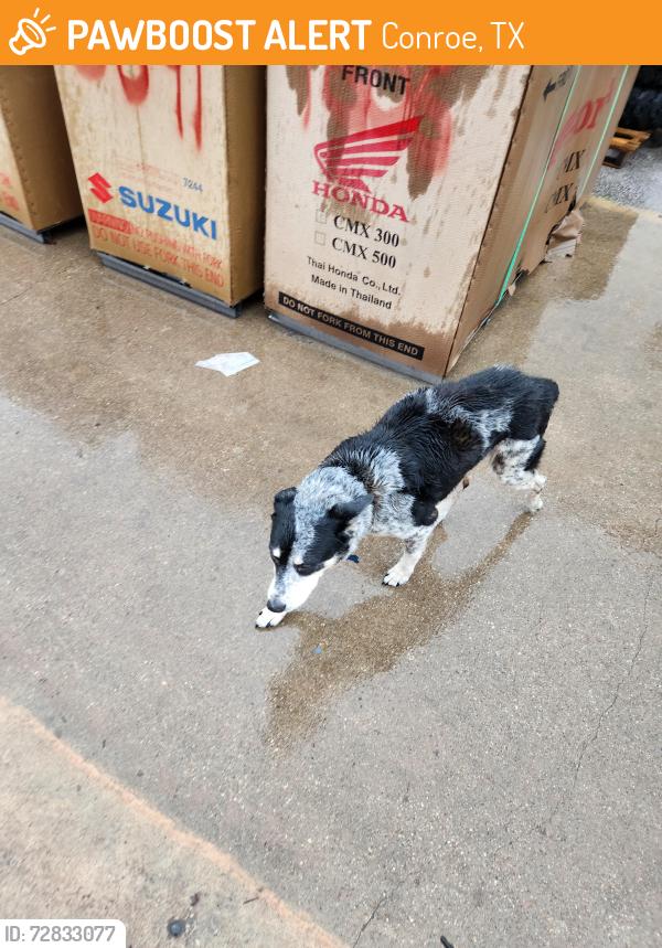 Found/Stray Male Dog last seen Austin Rd & Post Oak Rd, Conroe, TX 77301