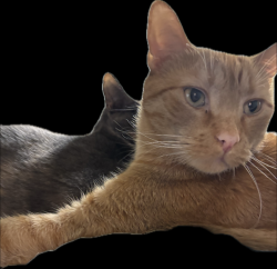 Lost Male Cat last seen Near commons dr , Annandale, VA 22003
