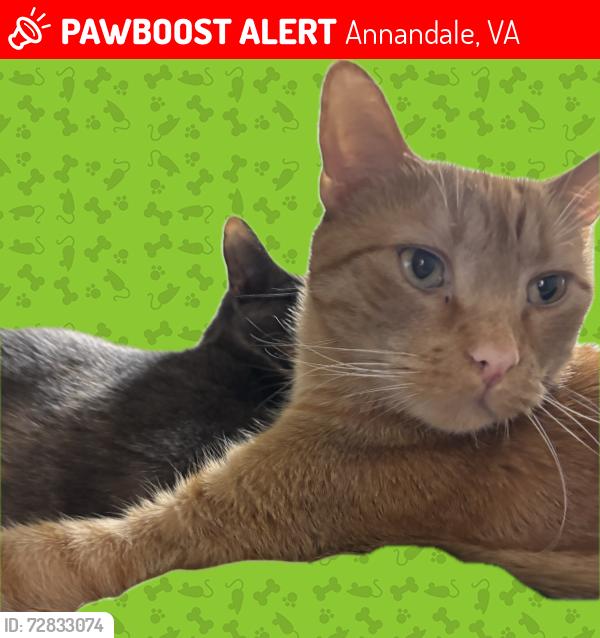 Lost Male Cat last seen Near commons dr , Annandale, VA 22003