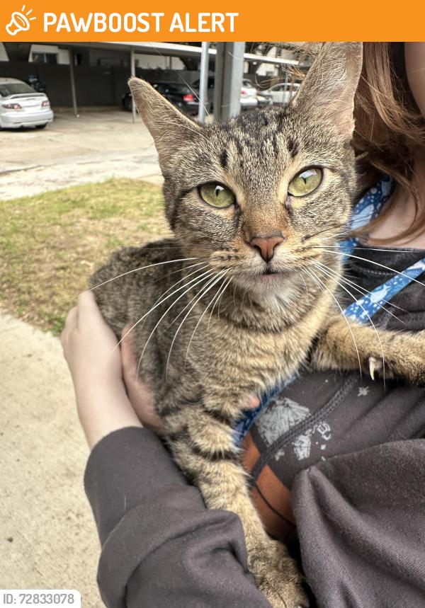 Found/Stray Unknown Cat last seen Maplewood Ave and Cloyce Court, North Richland Hills, TX 76180