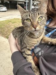 Found/Stray Unknown Cat last seen Maplewood Ave and Cloyce Court, North Richland Hills, TX 76180
