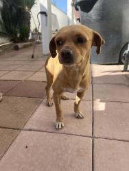 Found/Stray Male Dog last seen Rural Ridge Circle Anaheim area, Anaheim, CA 92807