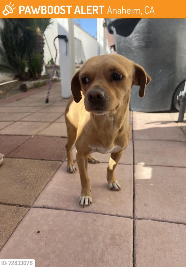 Found/Stray Male Dog last seen Rural Ridge Circle Anaheim area, Anaheim, CA 92807
