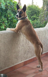 Lost Female Dog last seen Box Canyon Road Exit, Mecca, CA, Mecca, CA 92254