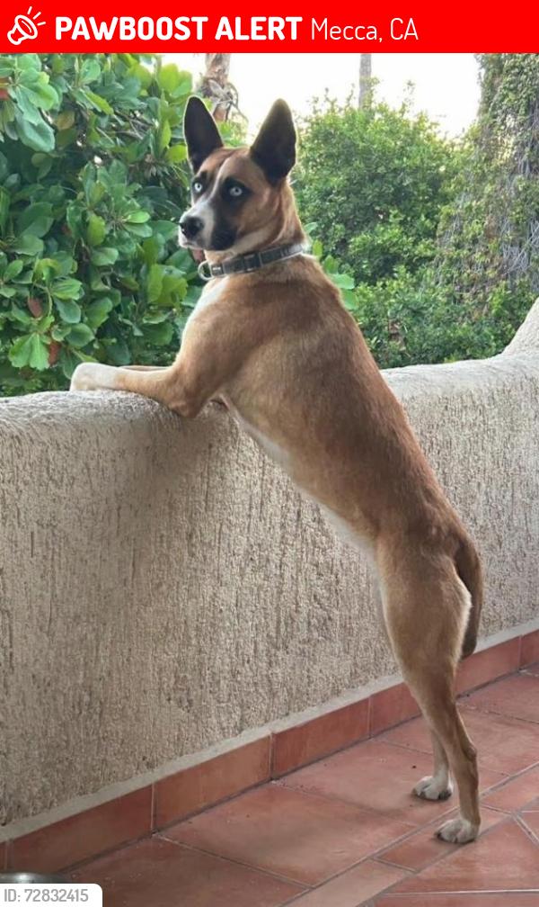 Lost Female Dog last seen Box Canyon Road Exit, Mecca, CA, Mecca, CA 92254