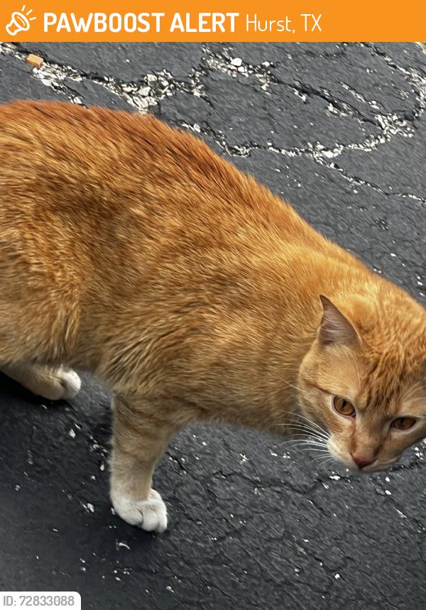 Found/Stray Male Cat last seen Bedford euless rd, Hurst, TX 76053