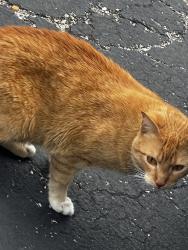Found/Stray Male Cat last seen Bedford euless rd, Hurst, TX 76053