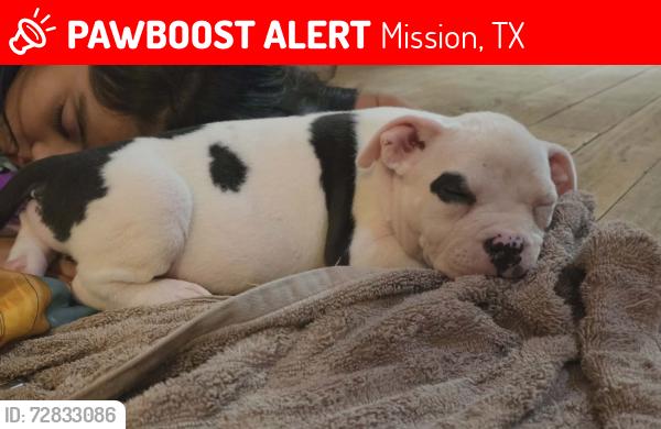 Lost Female Dog last seen 6 Mile Line & Los Ebanos , Mission, TX 78573