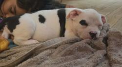 Lost Female Dog last seen 6 Mile Line & Los Ebanos , Mission, TX 78573