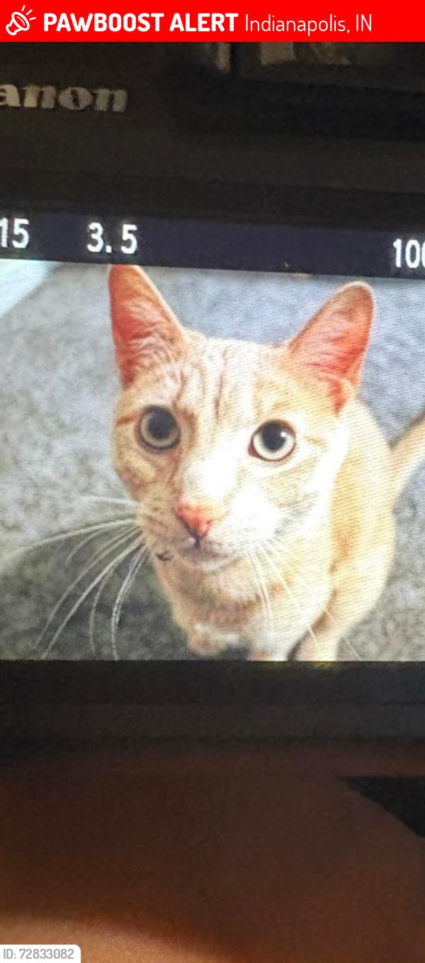 Lost Male Cat last seen Whispering falls and wicker rd and southern dunes golf course , Indianapolis, IN 46217