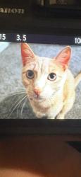 Lost Male Cat last seen Whispering falls and wicker rd and southern dunes golf course , Indianapolis, IN 46217