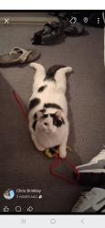Lost Male Cat last seen Gustine and Miami Street , St. Louis, MO 63118