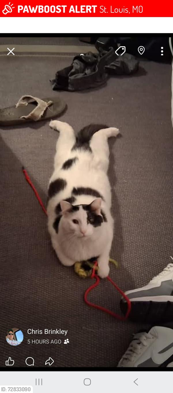 Lost Male Cat last seen Gustine and Miami Street , St. Louis, MO 63118