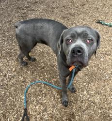 Shelter Stray Female Dog last seen Near N Decatur Rd Atlanta, 30306, 30306, GA, Atlanta, GA 30341