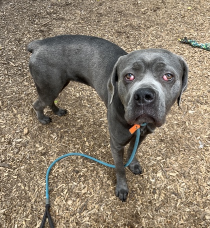 Shelter Stray Female Dog last seen Near N Decatur Rd Atlanta, 30306, 30306, GA, Atlanta, GA 30341