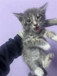 Shelter Stray Male Cat last seen Near Emerald Pass Ave, COUNTY of El Paso, TX, Fort Bliss, TX 79906