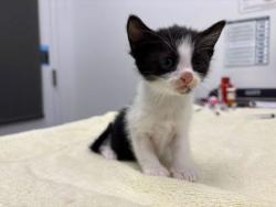 Shelter Stray Female Cat last seen E 38th St & Gillham Rd, KCMO, 64109, 64109, MO, Kansas City, MO 64132