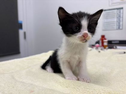 Shelter Stray Female Cat last seen E 38th St & Gillham Rd, KCMO, 64109, 64109, MO, Kansas City, MO 64132