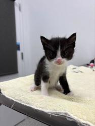 Shelter Stray Female Cat last seen E 38th St & Gillham Rd, KCMO, 64109, 64109, MO, Kansas City, MO 64132