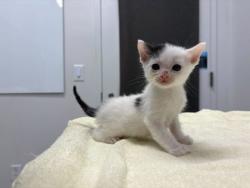 Shelter Stray Male Cat last seen E 38th St & Gillham Rd, KCMO, 64109, 64109, MO, Kansas City, MO 64132