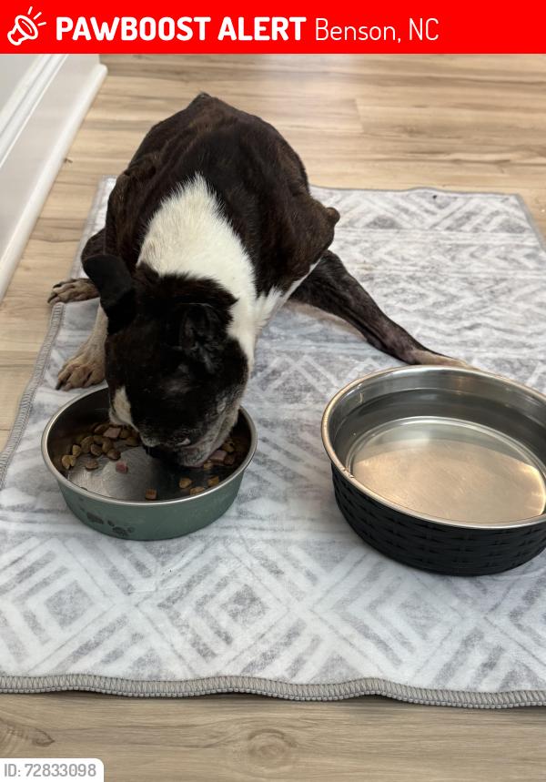 Lost Male Dog last seen Tarheel , Benson, NC 27504