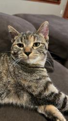 Lost Female Cat last seen 300th and Dillman, Adrian, MN 56110