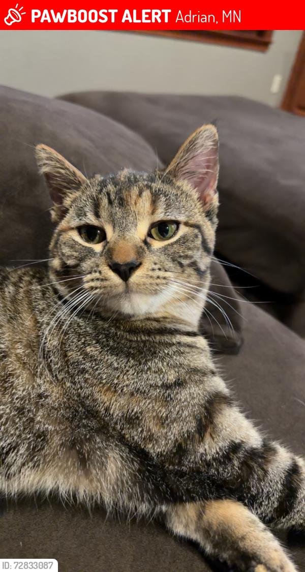 Lost Female Cat last seen 300th and Dillman, Adrian, MN 56110