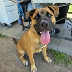 Found/Stray Male Dog last seen Near W Wardlow Rd, Long Beach, CA 90810, Long Beach, CA 90810